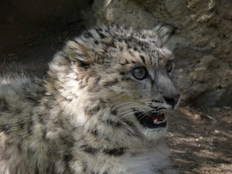 Schneeleopard_Tadschikistan.jpg