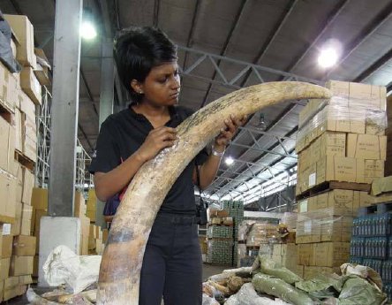 malaysia-dec-11-ivory-seizure-046-web.jpg