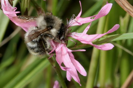 Waldhummel-Bombussylvarum_Hans-JürgenMartin.jpg