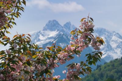 Weiß verschneiter Allgäuer Hauptkamm vor blühendem Flieder