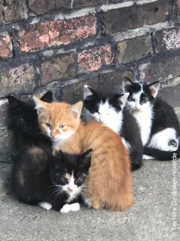 Download_Strassenkatzen_TSV_Tierhilfe_Dinslaken-Voerde.jpg