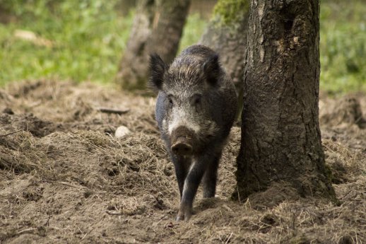 Auch_die_Wildschweine_im_Wildpark_Schwarze_Berge_gehen_gerne_auf_Pilzsuche.JPG