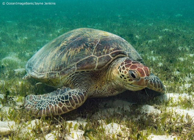 Grüne Meeresschildkröte im Seegras - OceanImageBank_JayneJenkins-copyright.jpg