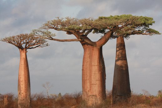 Madagaskar_Baobab_(c)_NABU_Sven_Baumung.jpg