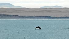 Ein Heaviside-Delfin vor der Küste von Namibia. Foto: Manfred Marschner