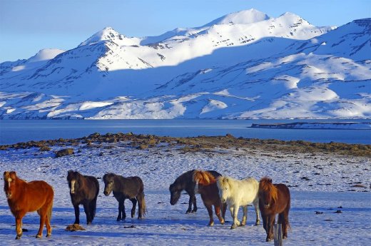 Winterstimmung in Island mittel.jpg