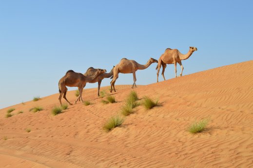 Oman_WahibaSands_Kamele_Karawane.jpg