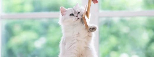haarausfall-bei-katzen-_1920_520x500_261c22a8-a2a6-48a4-aced-3a13d4dac8f3.webp