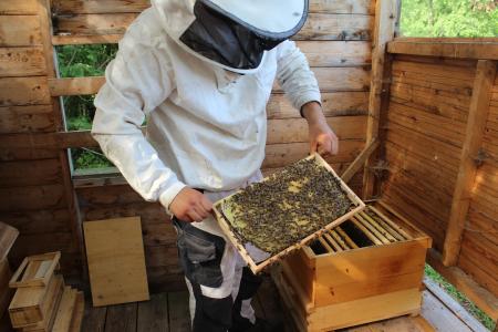 Von einem, der die Bienen liebt