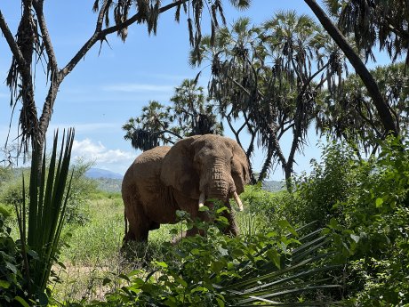 Elefant am Bedroom Camp (c) Claire Zaiser, Karawane.jpeg