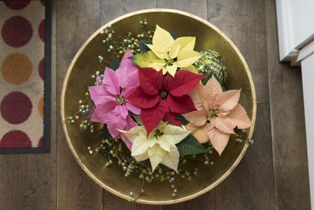 Mini-Poinsettien eignen sich hervorragend für ein buntes Weihnachtsfest und liegen mehr denn je im Trend. Aus einem Sortiment von 18 Einzelsorten aus dem Hause Dümmen Orange empfiehlt das Unternehmen vor allem die weiße 'J’Adore White Pearl' aus der J’Adore-Familie sowie die rote NanoBract-Sorte 'Scandic Early 2.0'. Beide sind bestens geeignet für eine Produktion mit intensiver Flächennutzung (Foto: Dümmen Orange)