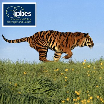 350-Tiger-IPBES-_c_-photodisc.png