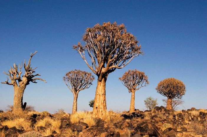 namibia_quiver_trees.jpg