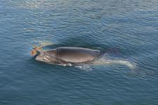 Schweinswal / Copyright: Koschinski | FjordBaelt, DK; www.fjord-baelt.dk 