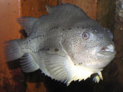 Seehase, Foto: M. Hecker / LKN-SH