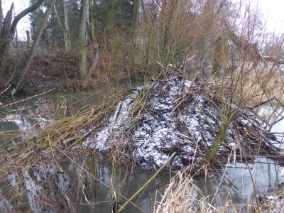 Der Biber kehrt zurück in den Vogelsberg