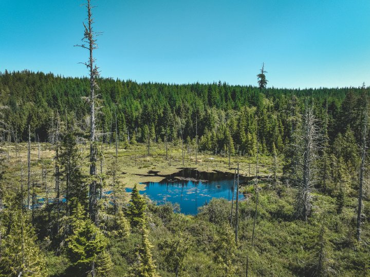 Karawane Reisen baut Regenwaldschutz in Kanada weiter aus