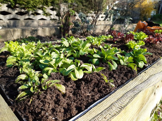 Patzer_Natur_Hochbeet befüllen3.jpg