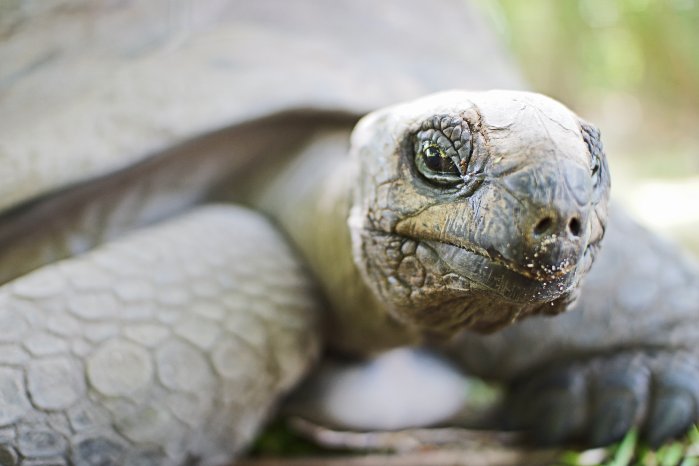 Riesenschildkröte_Seychellen.jpg