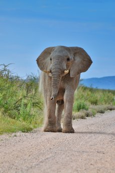 ElefantEtosha_Karawane_Tanja_Faigle.jpg