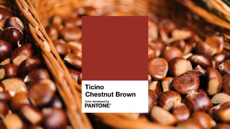 Ticino Chestnut Brown chip-Milo Zanecchia.jpg