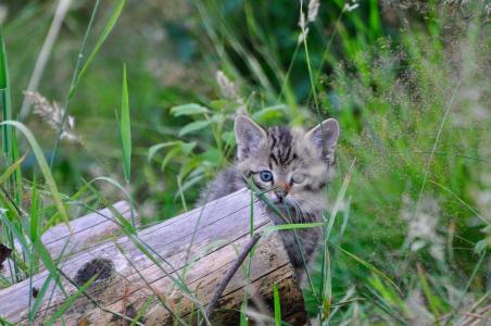 Wildkatzenwelpe Holzpolter - Foto: Naturschutzinitiative e.V. (NI)