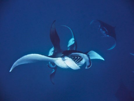Milaidhoo Maldives underwater manta rays.jpg