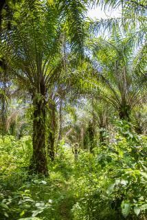 Rapunzel bezieht und verarbeitet für seine Produkte ausschließlich fair gehandeltes Bio-Palmöl, z. B. aus Ghana.