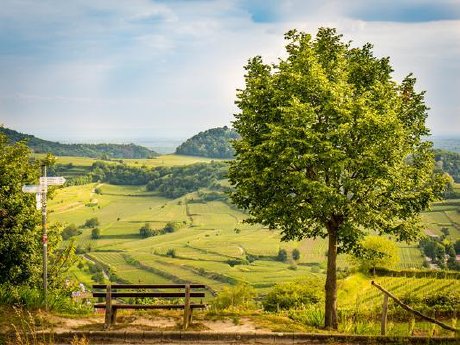 Vogtsburg i.K._Blick von der Mondhalde © Christian Gut.jpg
