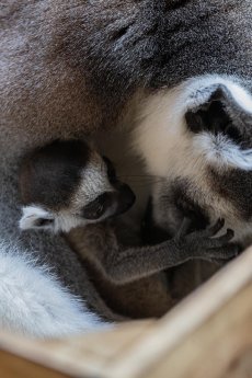 LS_Kattanachwuchs im Tropen-Aquarium Hagenbeck (4).jpg