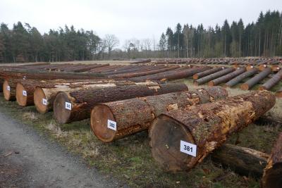 Hochwertiges Nadelholz sehr gefragt