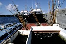 Nachhaltiger Fischfang mit Bambusangeln