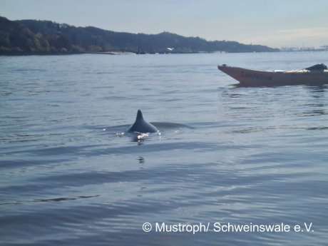 Schweinswale bei Wedel April 2021.jpeg