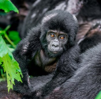 Uganda_Gorilla_PhotoCredit_shutterstockGUDKOV_ANDREY.jpg