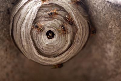 Bei der Beseitigung von Wespen- oder Hornissennestern gibt es spezielle Vorschriften. Weitere Tipps rund ums Zuhause gibt es unter www.bauemotion.de / Bild: ©123RF.com