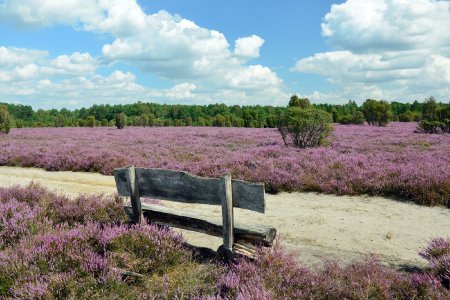 Die Südheide lädt nördlich von Braunschweig insbesondere im Frühherbst zum Spazierengehen und Entspannen ein.
(Foto: Südheide Gifhorn GmbH/Frank Bierstedt)