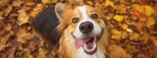 Hund steht im Herbstlaub