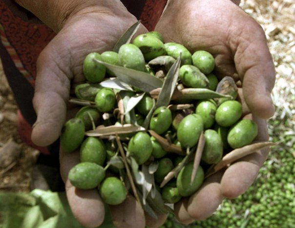 olivenernte7.jpg