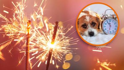 Silvester mit Hund – Tipps für ängstliche Hunde