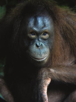 Wildman of Borneo_Bornean Orangutan_Pongo pygmaeus_©Jonathan C.V. Soon.tif