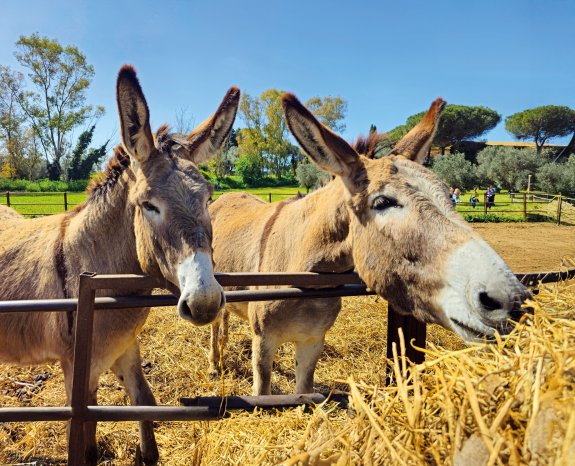 Gianluigi Esposito_shutterstock_2548050255_eselfarm.jpg