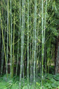 Bambus BGM_E.Bayer 569DSC_0210.jpg