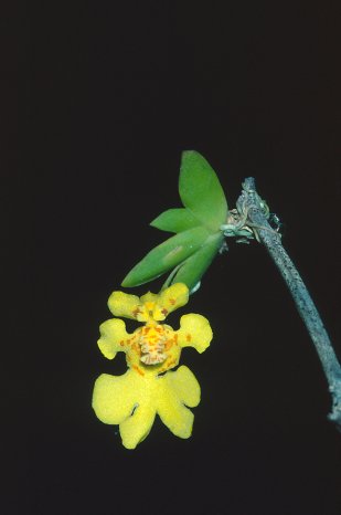 Psygmorchis_pusilla_orchidaceae.jpg