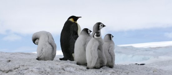 pinguine2_klein.jpg