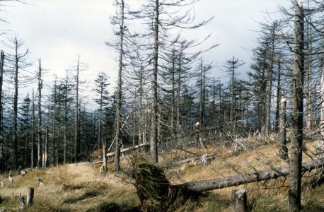 Foto: Archiv Landesforsten
