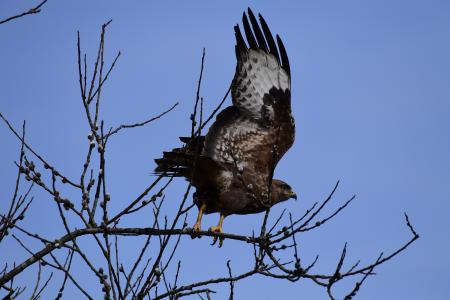 Mäusebussard - Foto: NI