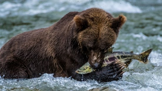 great-bear-rainforest_grizzly-mit-lachs_maple-leaf-adventures.jpg