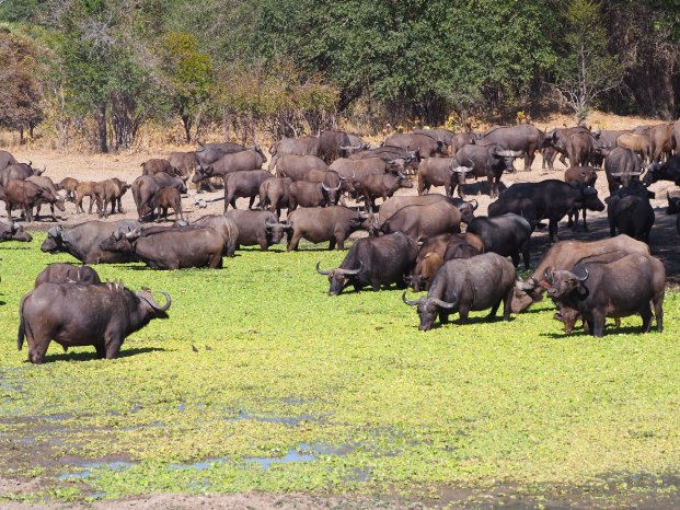 (c) Karawane, Hannah Blechschmidt (4).JPG