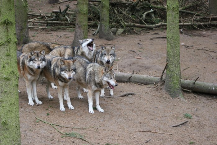 Wildpark-MV_Wolfswanderung in der Dämmerung.JPG