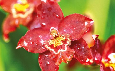 Bild Orchideenblüte / Fotonachweis: Peter Czech